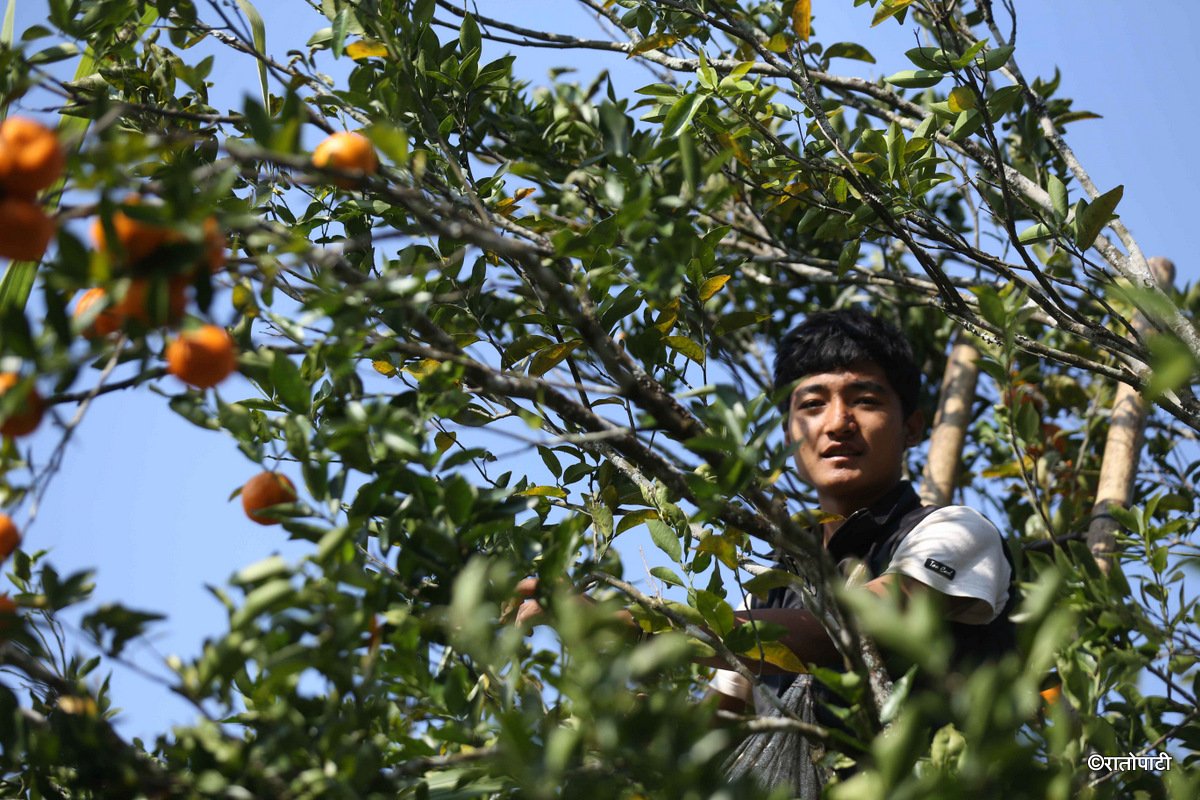 bhojpur orange (8)