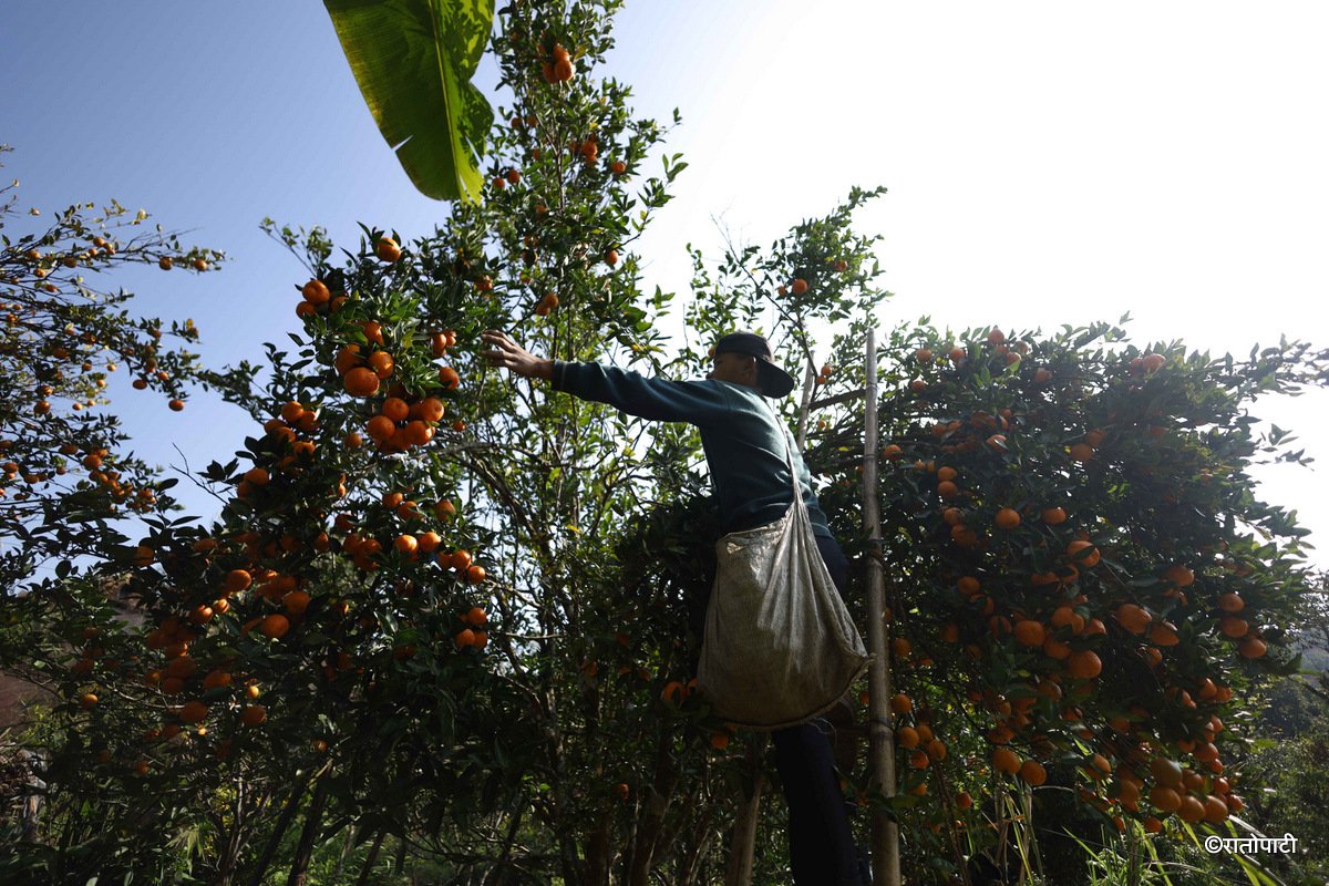 bhojpur orange (9)