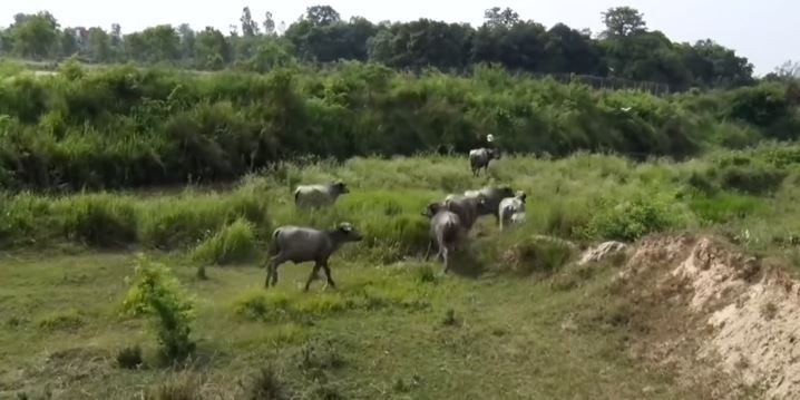   विमानस्थलमा भैँसी आतङ्कबारे के भन्यो प्राधिकरणले ?