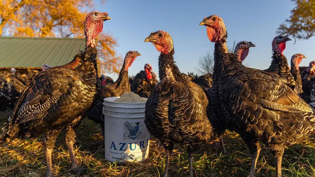 bird flu (1)