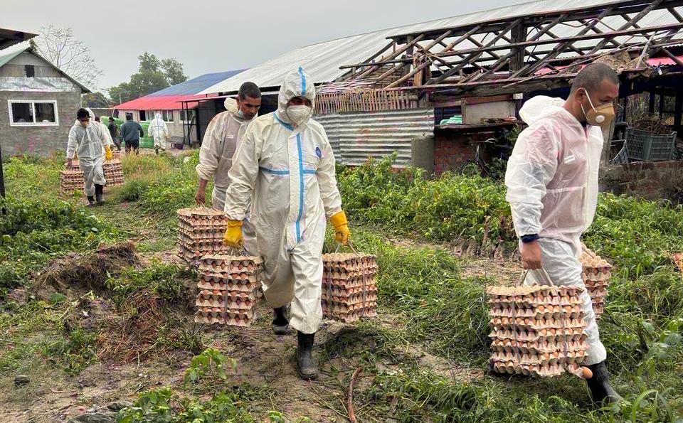 bird flu (2)