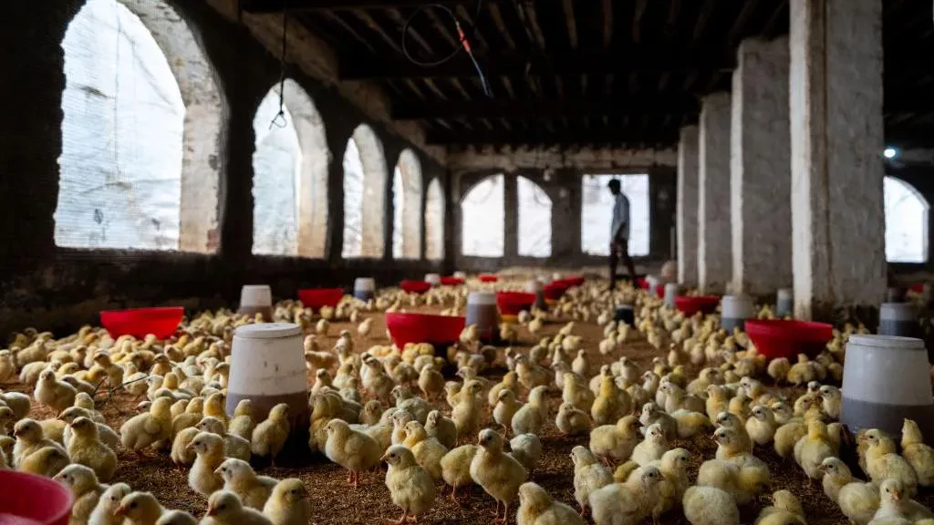 bird flu (2)