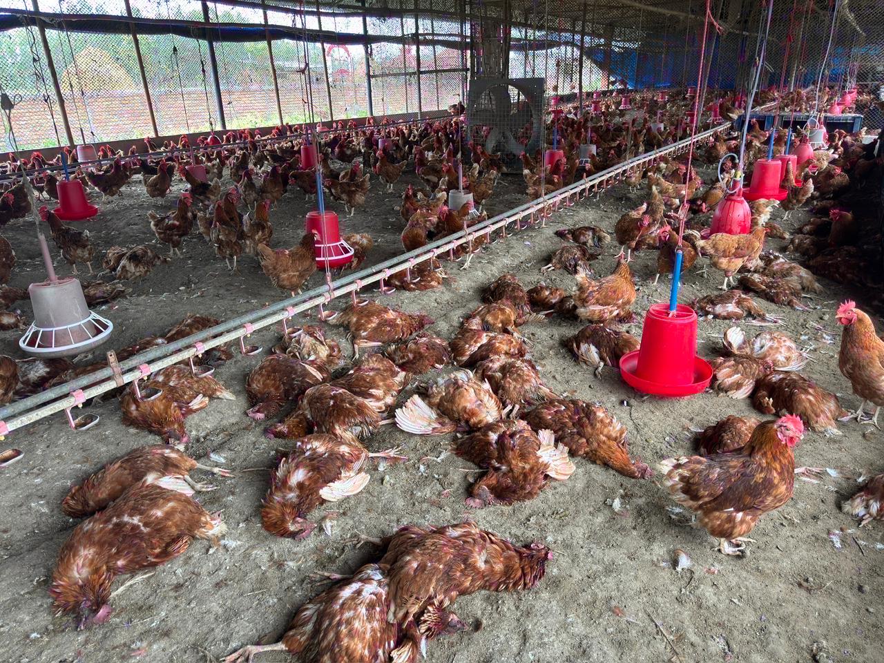 bird flu (5)
