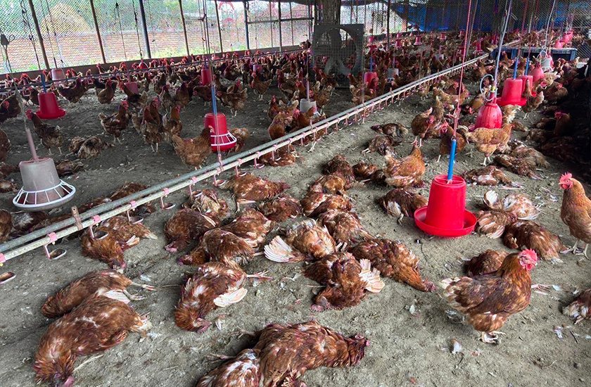 Bird Flu1