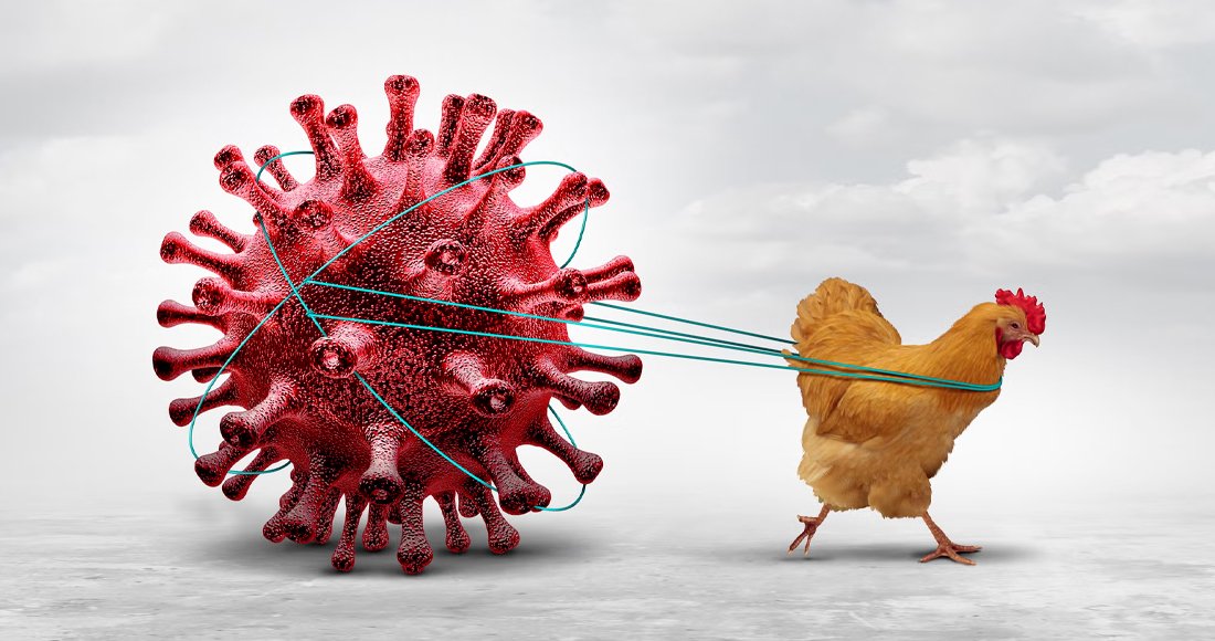 Bird Flu Spreads Rapidly Across Nepal, Affecting Kathmandu Valley