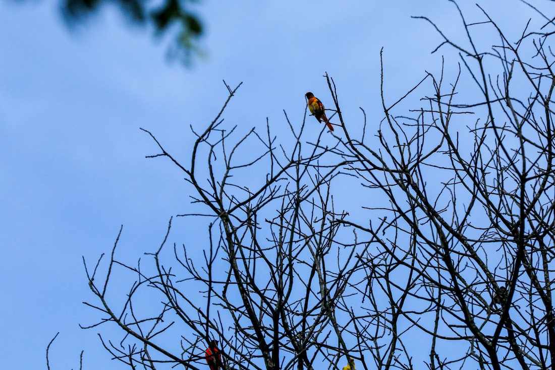 bird kaski (1)
