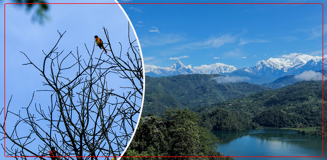 नगर पक्षी खोज्दै पोखरा महानगर