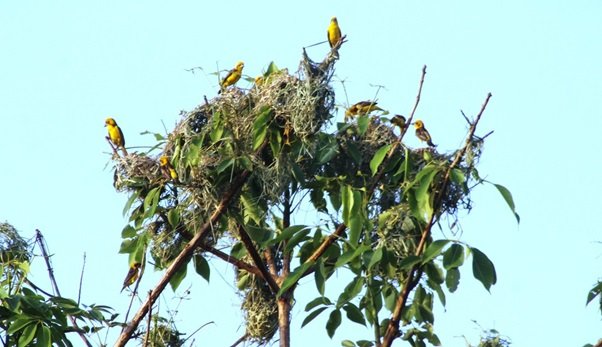   शुक्लाफाँटा राष्ट्रिय निकुञ्जमा दुर्लभ सुनौलो तोपचराको सङ्ख्या घट्यो
