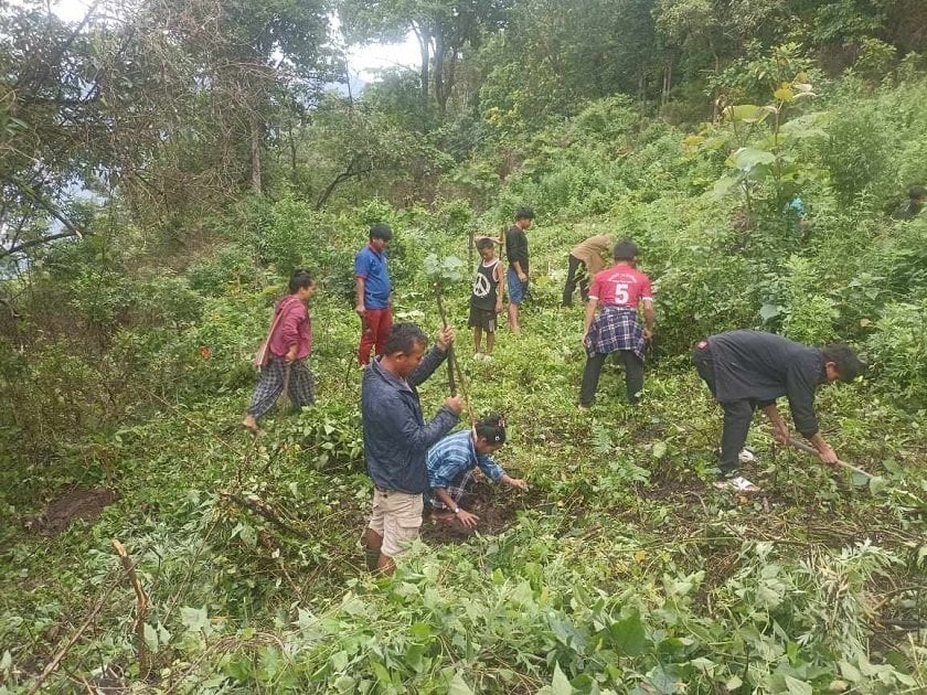 मोरङमा बढ्दो वन, यस वर्ष रोपियो ५७ हजार बिरुवा