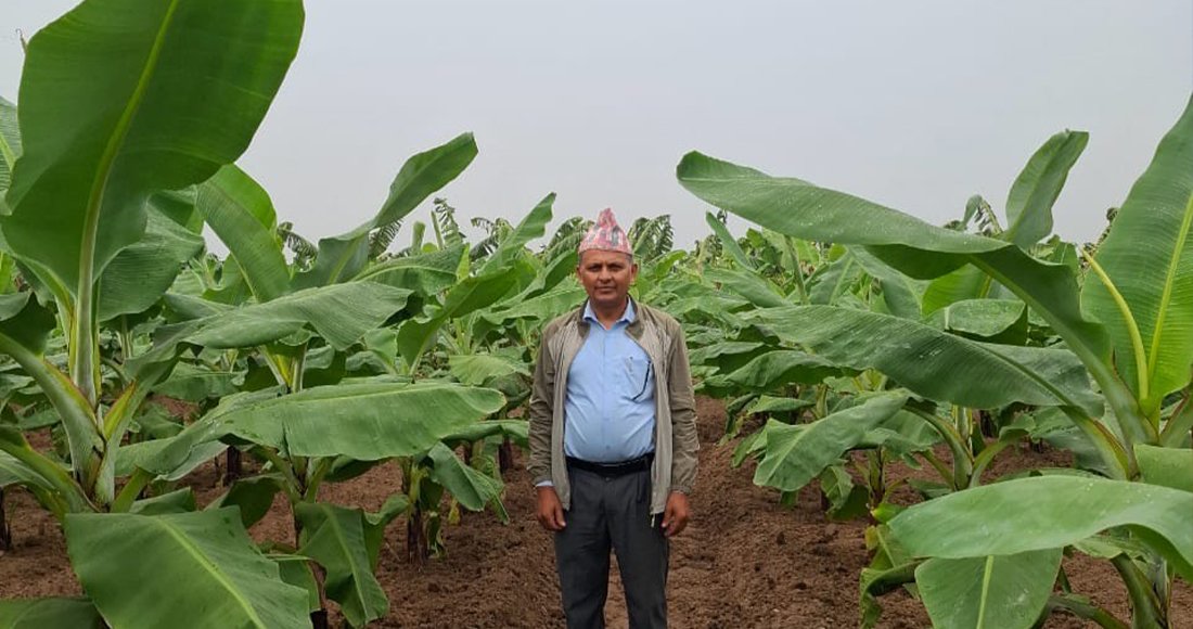 शिक्षणसँगै व्यावसायिक केराखेती, वार्षिक १० लाख मुनाफा