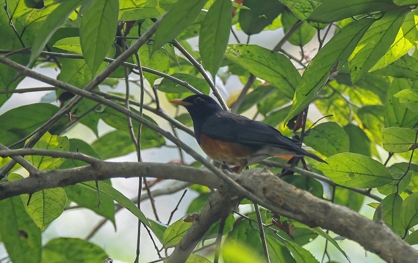 नेपालमा कृष्णवक्ष चाँचर चराको दोस्रोपटक अभिलेख