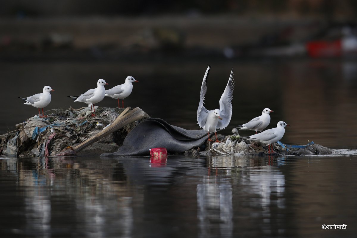 Black Headed Gull (1)