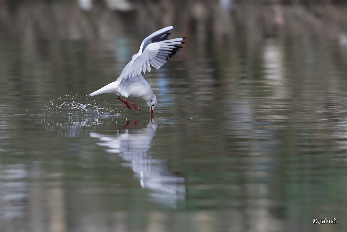 Black Headed Gull (10)