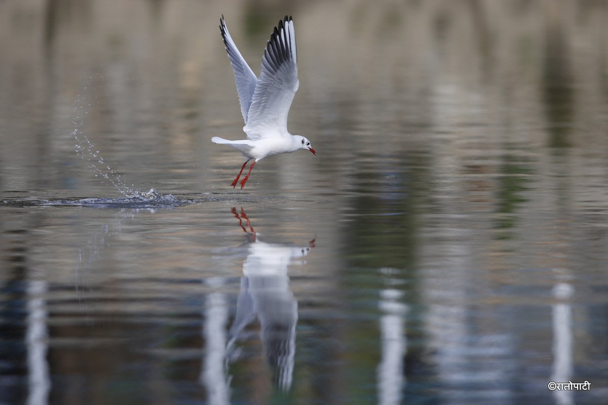 Black Headed Gull (12)
