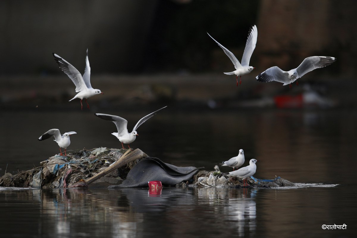 Black Headed Gull (13)