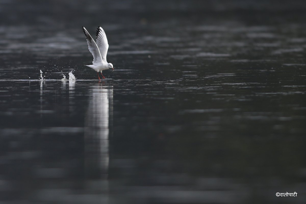 Black Headed Gull (2)