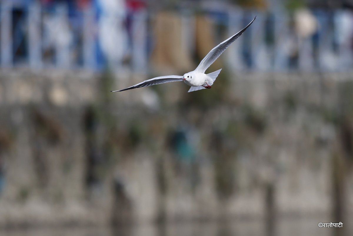 Black Headed Gull (3)