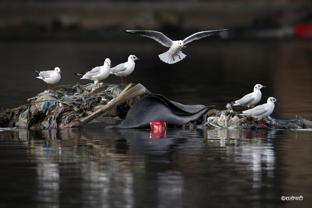 Black Headed Gull (4)