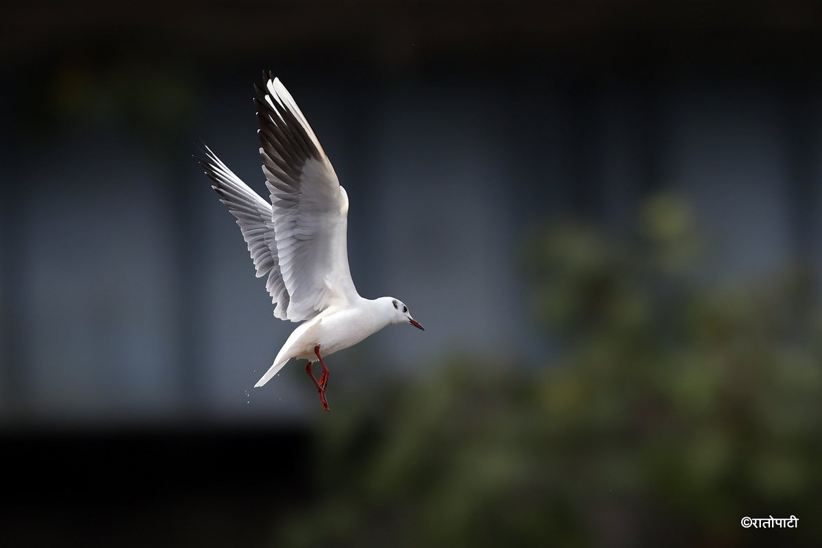 Black Headed Gull (5)