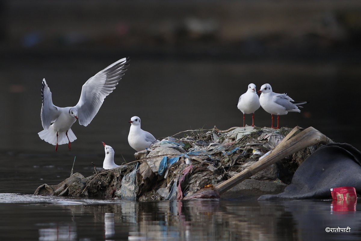 Black Headed Gull (6)