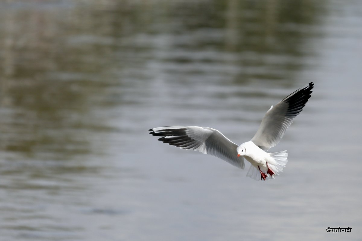 Black Headed Gull (7)