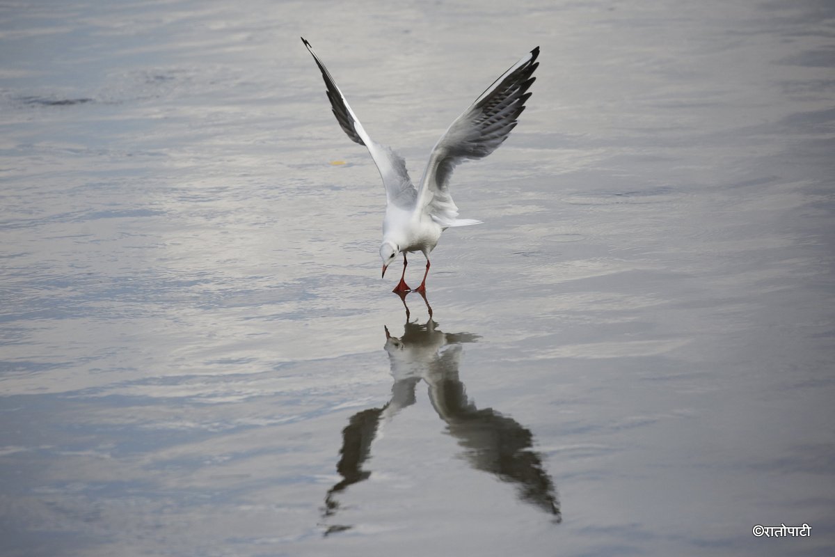 Black Headed Gull (8)