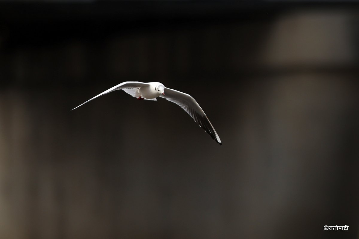 Black Headed Gull (9)