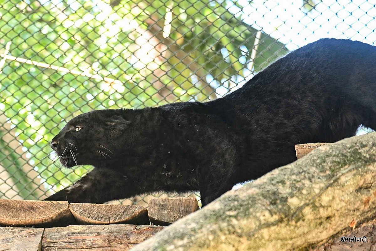 black panther (10)