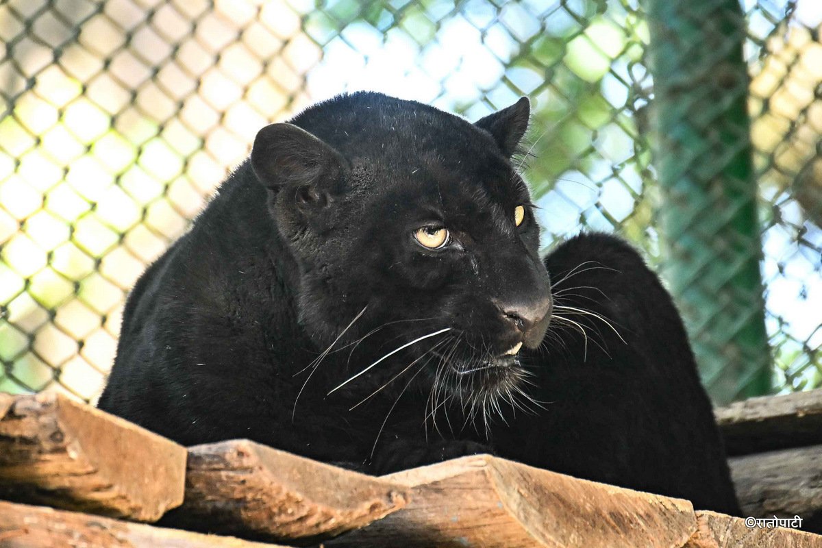 black panther (11)