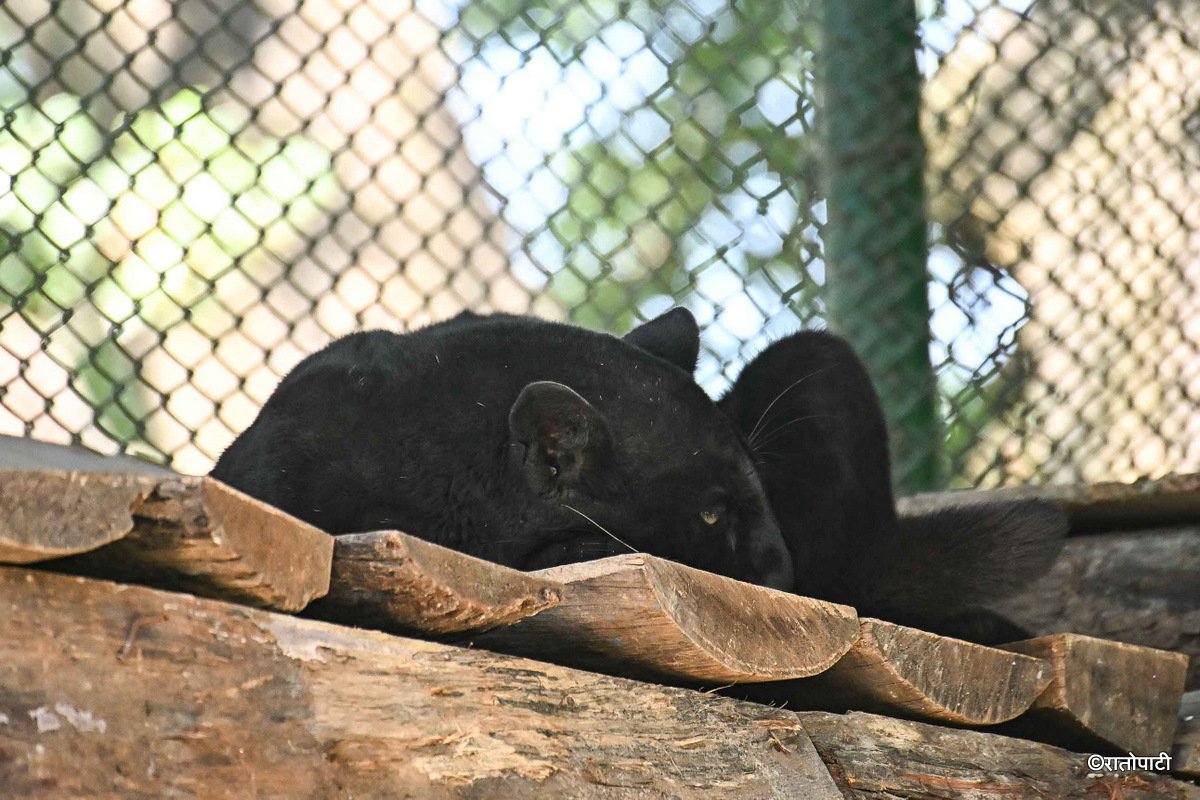 black panther (2)