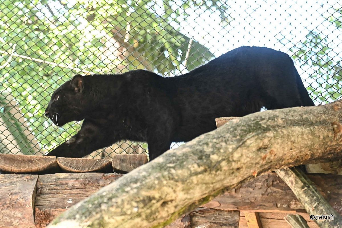 black panther (3)