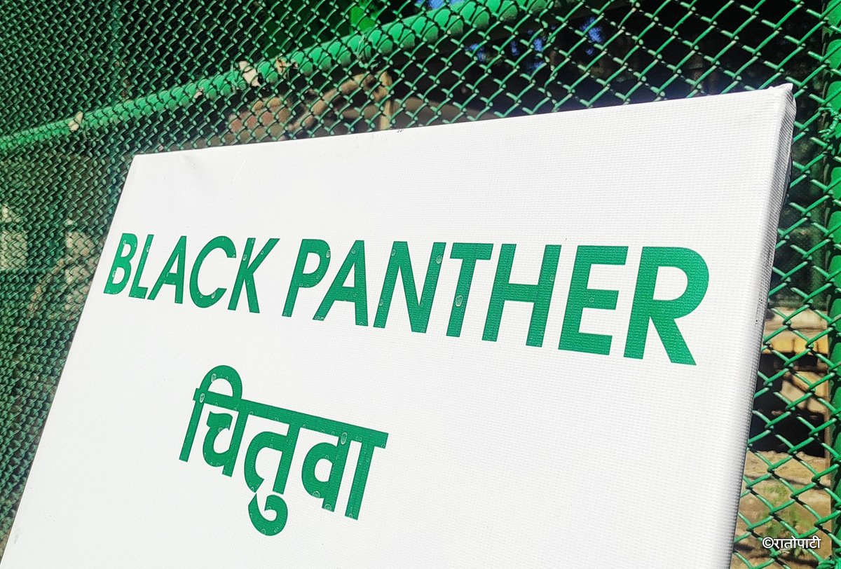 black panther (4)