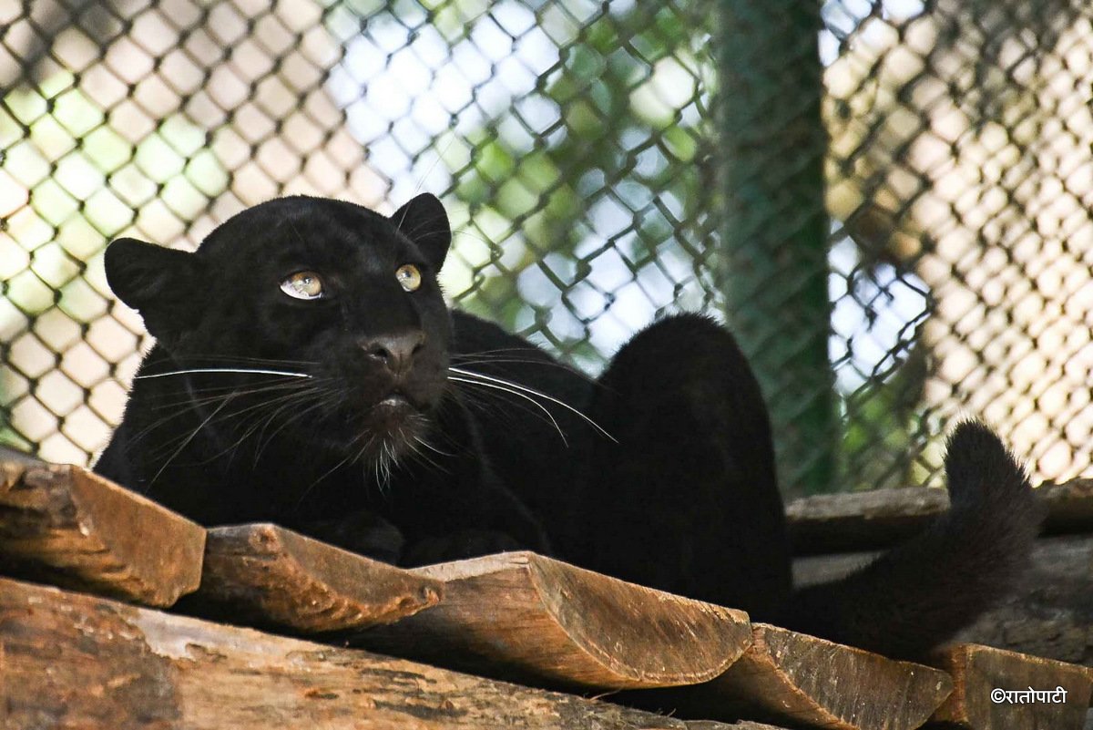 black panther (5)