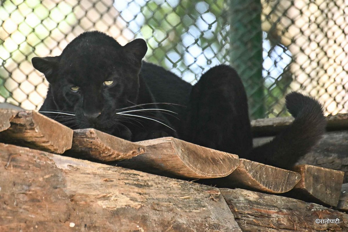 black panther (6)