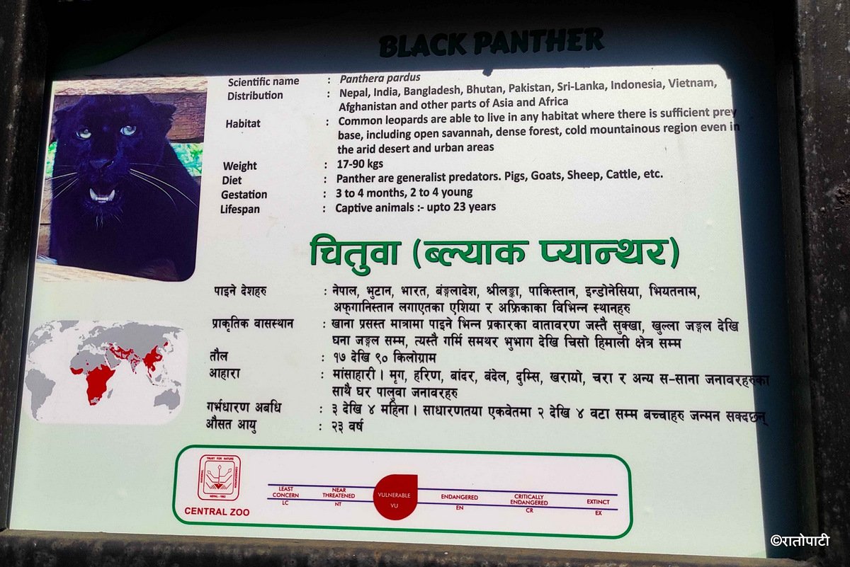 black panther (7)