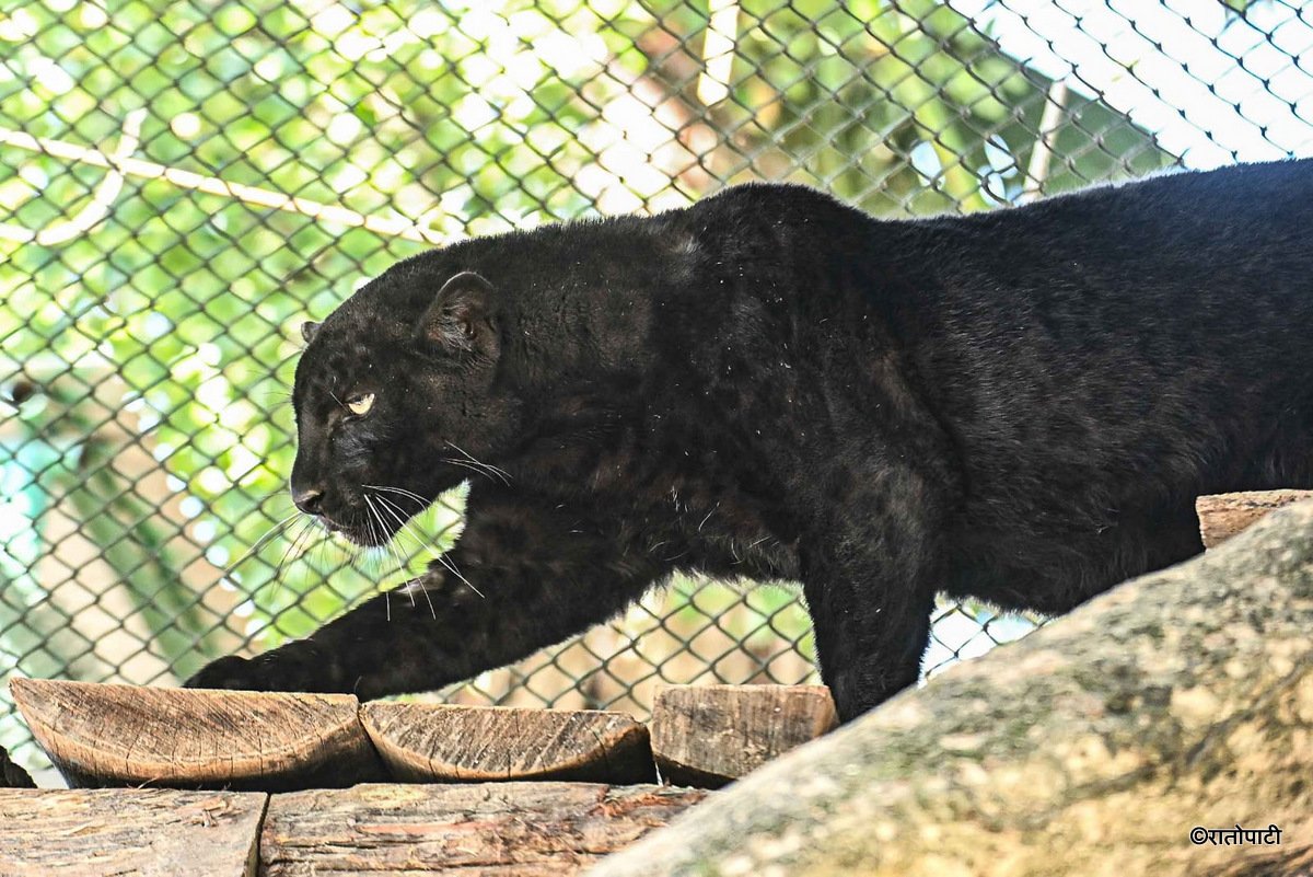 black panther (8)