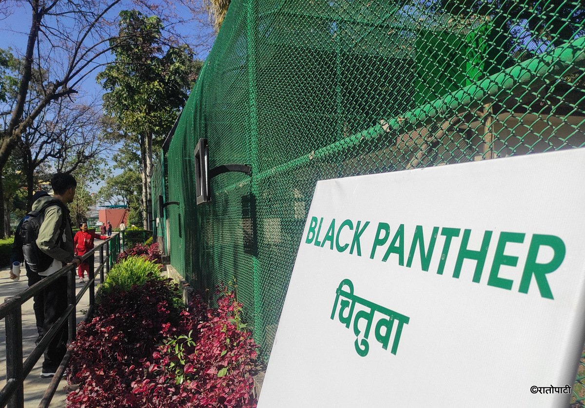 black panther (9)