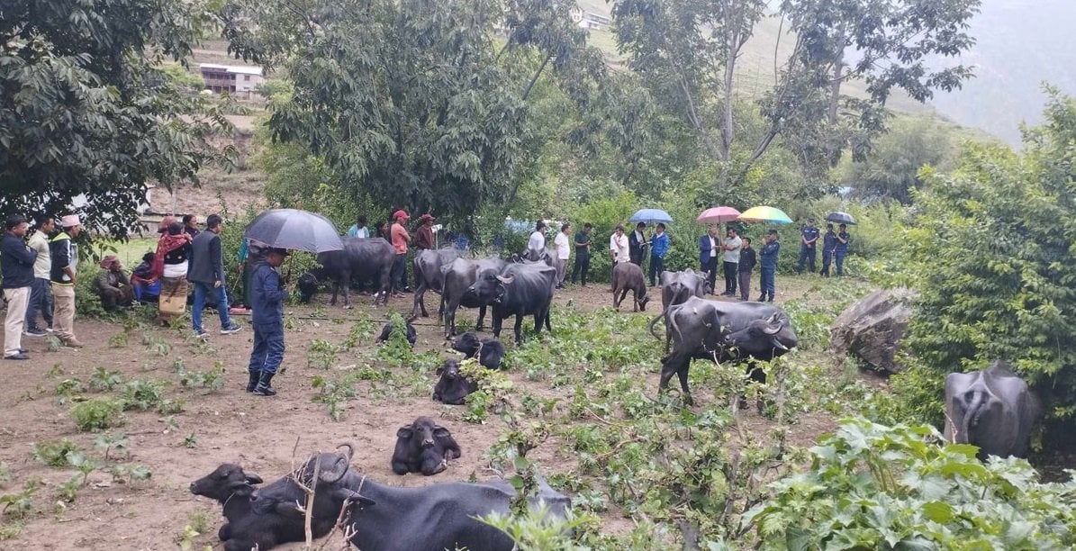 भैँसी वितरणमा कर्णाली सरकारको १५ करोडभन्दा बढी लगानी