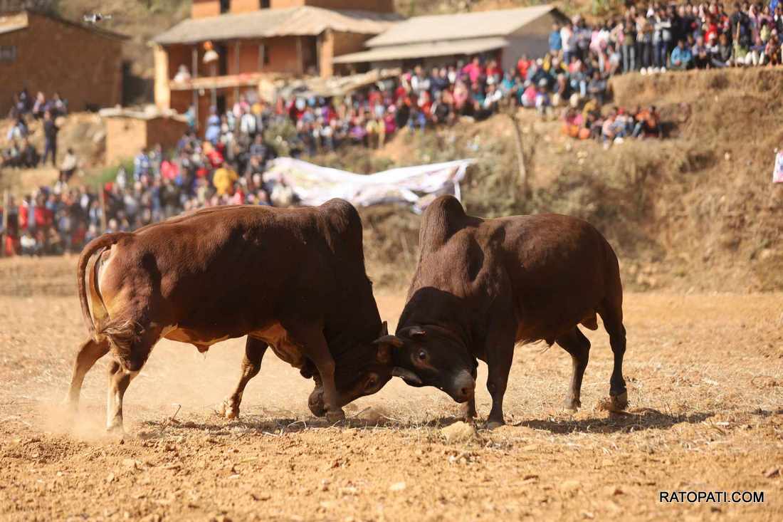 bull fight nuwakot (1)