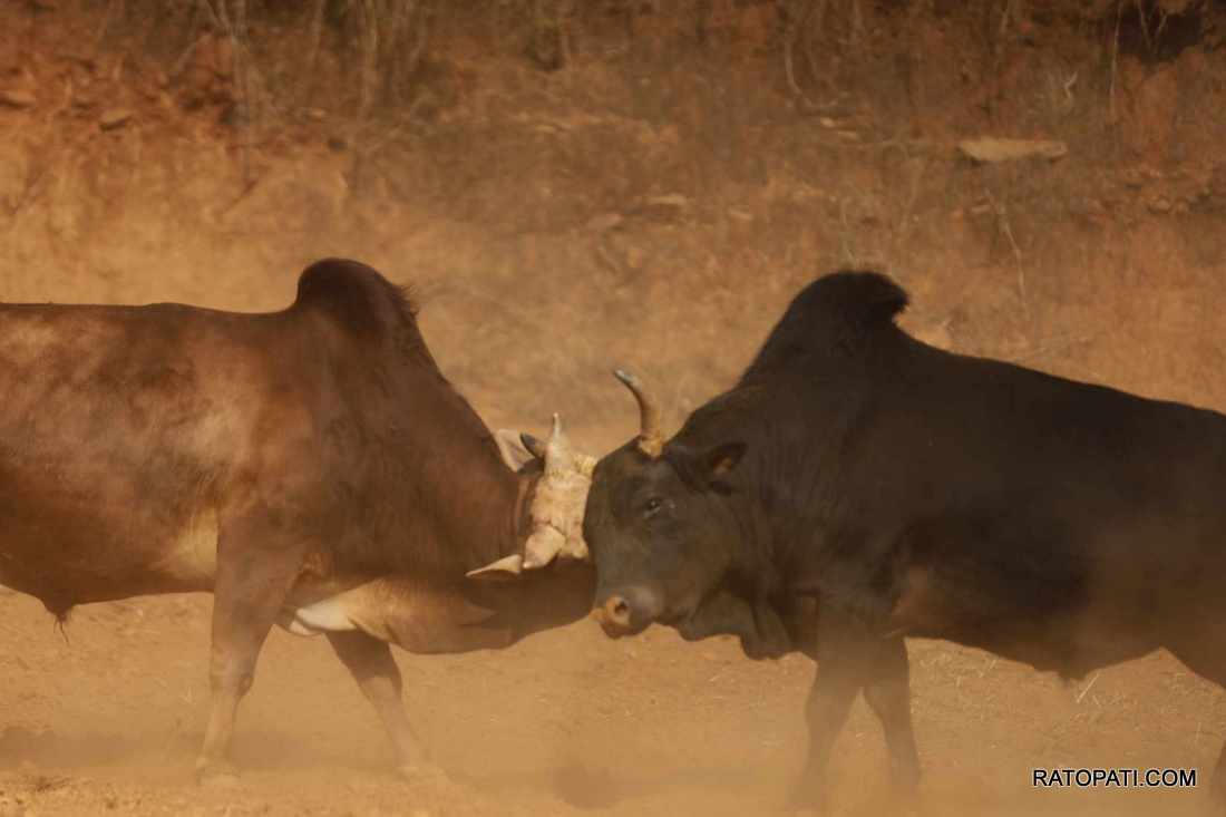 bull fight nuwakot (10)