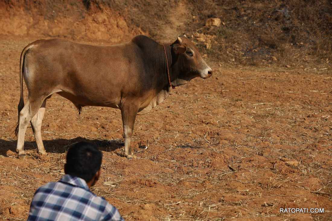 bull fight nuwakot (11)