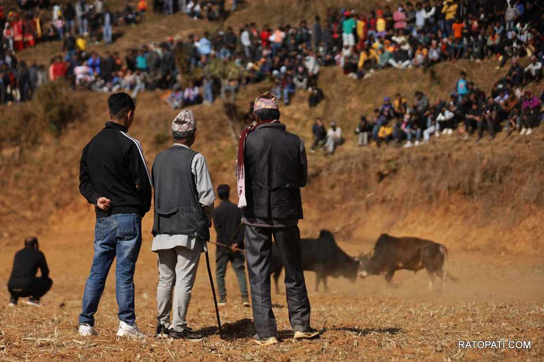 bull fight nuwakot (12)