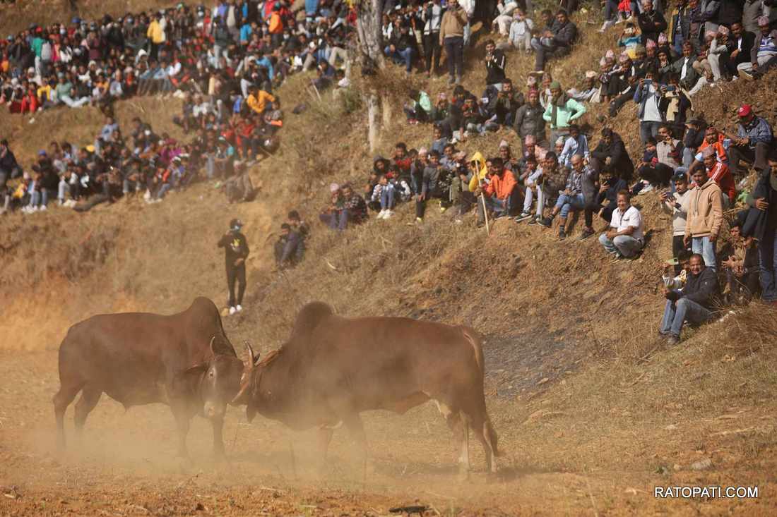 bull fight nuwakot (13)