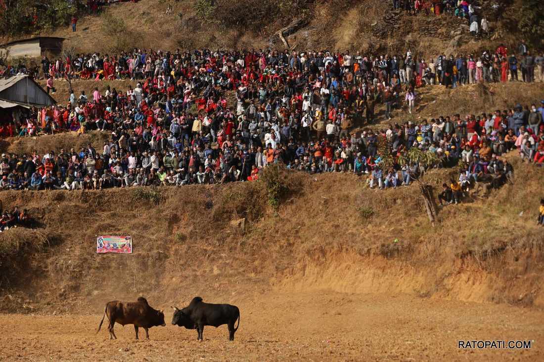 bull fight nuwakot (14)