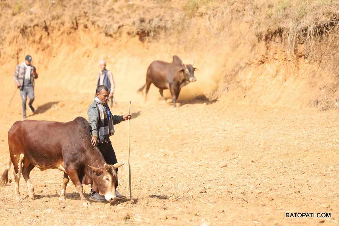 bull fight nuwakot (15)