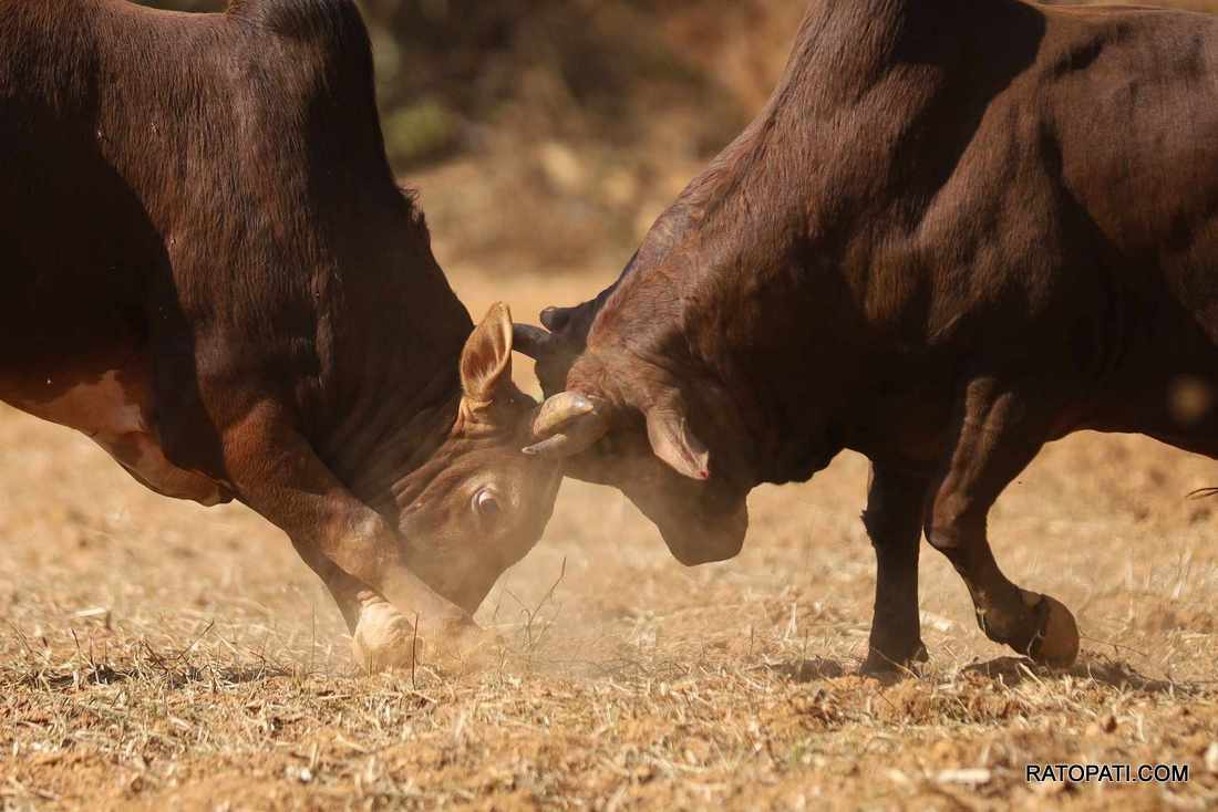 bull fight nuwakot (17)