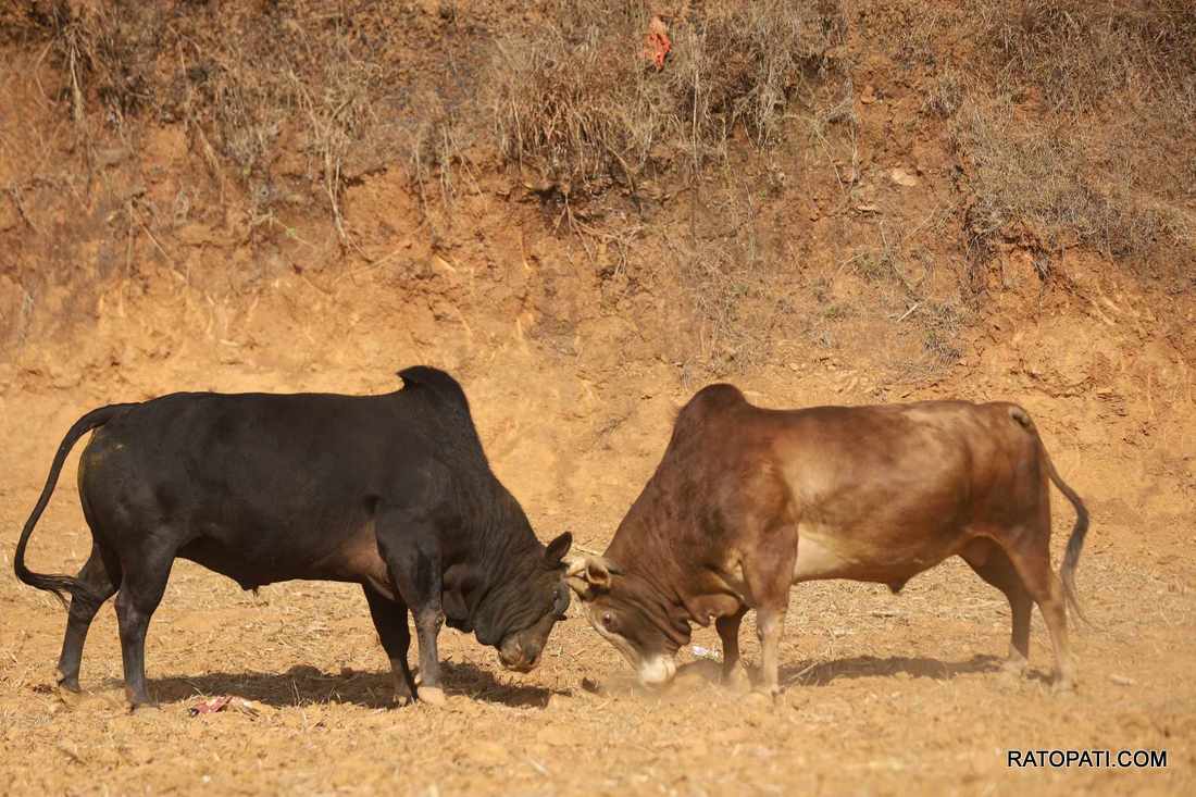 bull fight nuwakot (18)