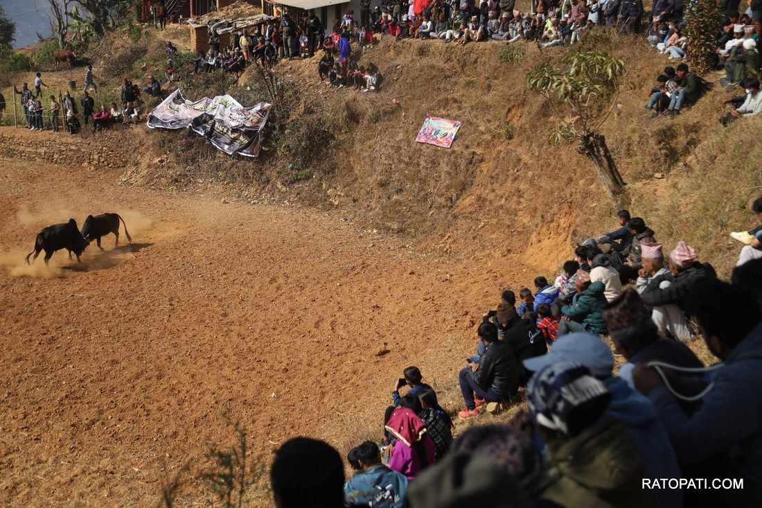 bull fight nuwakot (19)