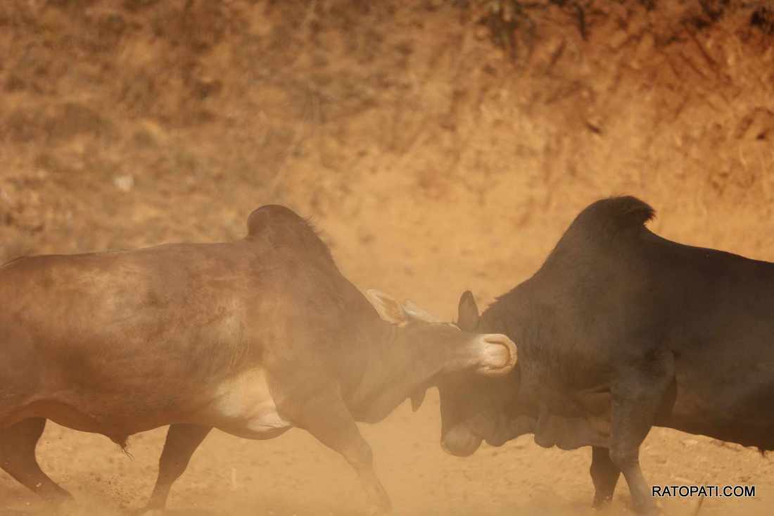 bull fight nuwakot (2)