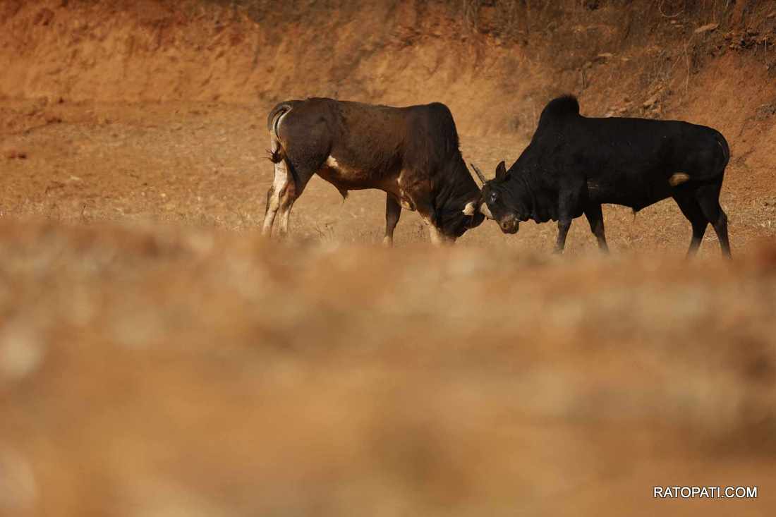 bull fight nuwakot (22)